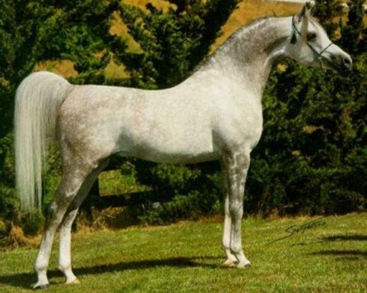 stallion El Shaklan 1975 ox (Arabian purebred, 1975, from Shaker El Masri 1963 EAO)