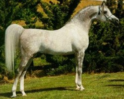 stallion El Shaklan 1975 ox (Arabian purebred, 1975, from Shaker El Masri 1963 EAO)