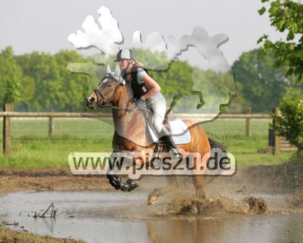 broodmare Frankenbach Paola (German Riding Pony, 2005, from Ceres Brenin Spider)