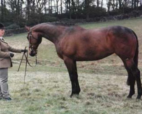 broodmare Ptarmigan (British Sport Horse, , from Thornsett Julian) broodmare Ptarmigan (British Sport Horse, , from Thornsett Julian)