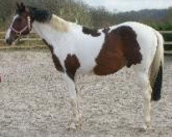 Dressurpferd Picasso (Warmblutschecke, 2003, von Parade D) Dressurpferd Picasso (Warmblutschecke, 2003, von Parade D)