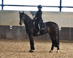 dressage horse Dinoso P (Hanoverian, 2017, from Danone 4)