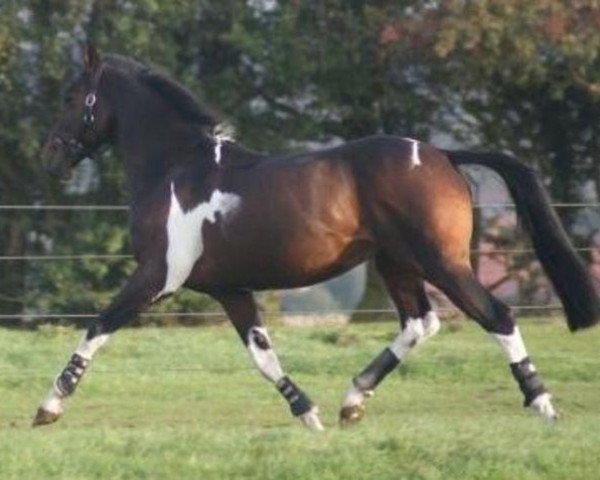 Dressurpferd Daydream (Holländisches Reitpony, 2002, von Parade D)