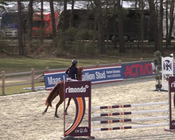Reitturnier Westergellersen 2022