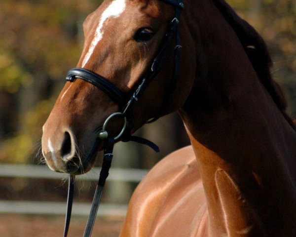 horse Shakira (Hanoverian, 2007, from Sandro Song)