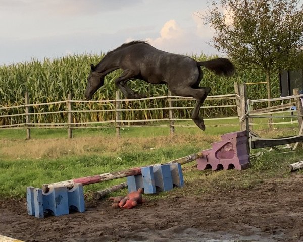 horse Coeur de Soleil (Westphalian, 2021, from Caytens)