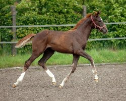 broodmare Bella Luna (Westphalian, 2005, from Belissimo NRW)