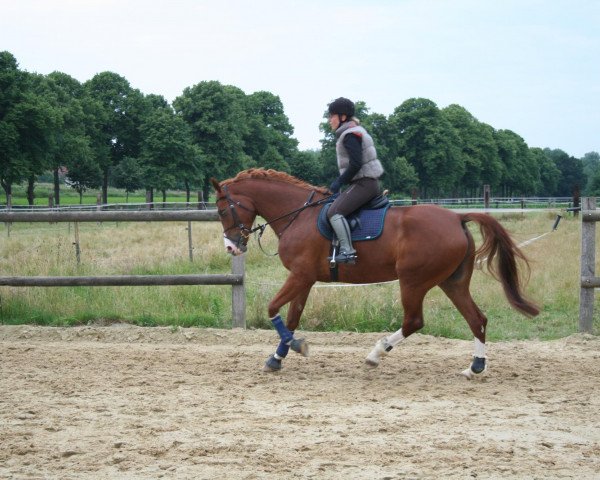 broodmare Minerva G.i.H. (Zangersheide riding horse, 2008, from Malito de Reve)