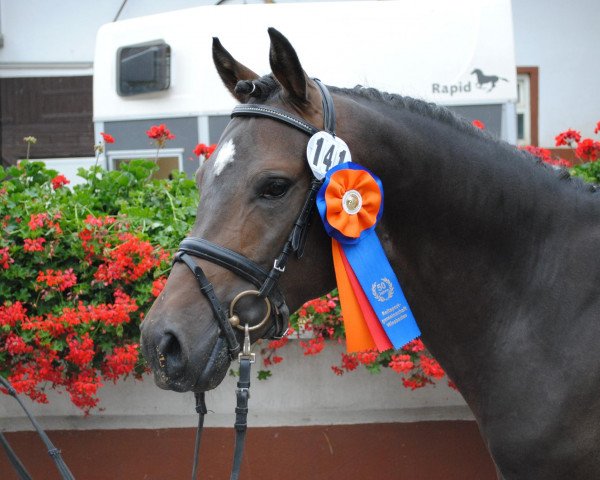 stallion Choco Boy (German Riding Pony, 2009, from FS Cover Boy)