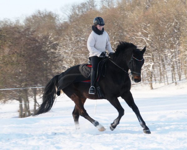 Springpferd Cacador (Westfale, 2011, von Cassitano)