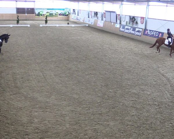 Reitturnier Borgholzhausen-Westbarthausen 2022