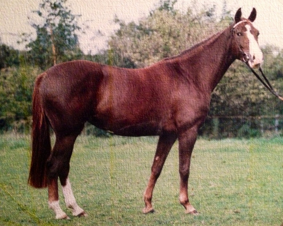 Zuchtstute Romance (Westfale, 1984, von Romadour II)