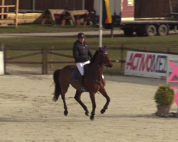 Reitturnier Westergellersen 2022