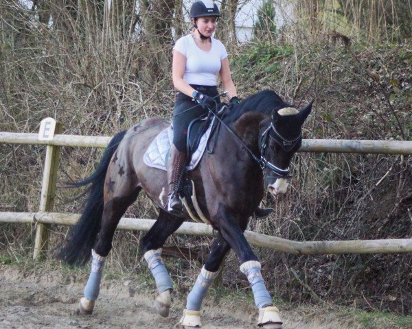 horse Dancer in the Stars (Hanoverian, 2015, from Dancier)