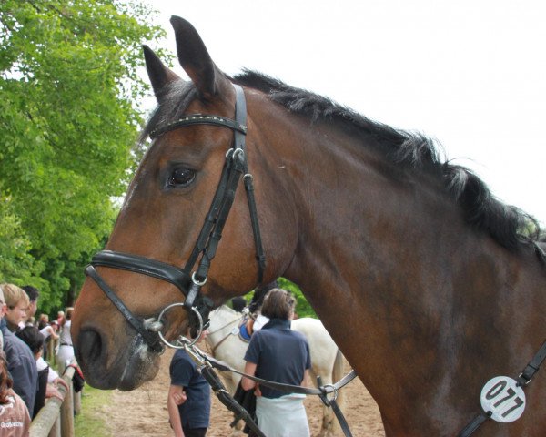 Springpferd Capitolo B (Holsteiner, 2000, von Capo)
