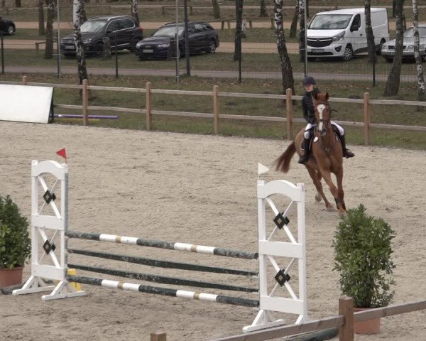 Reitturnier Westergellersen 2022