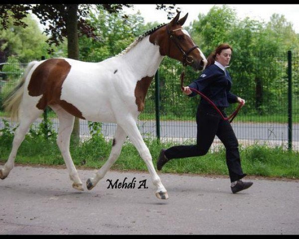horse Urkaane de Valbourg (Selle Français, 2008, from Muriesco du Cotentin)