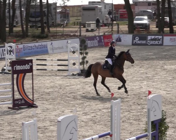 Reitturnier Westergellersen 2022