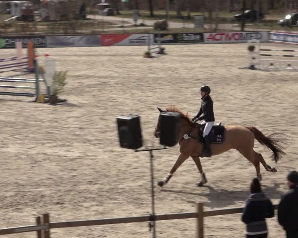 Reitturnier Westergellersen 2022
