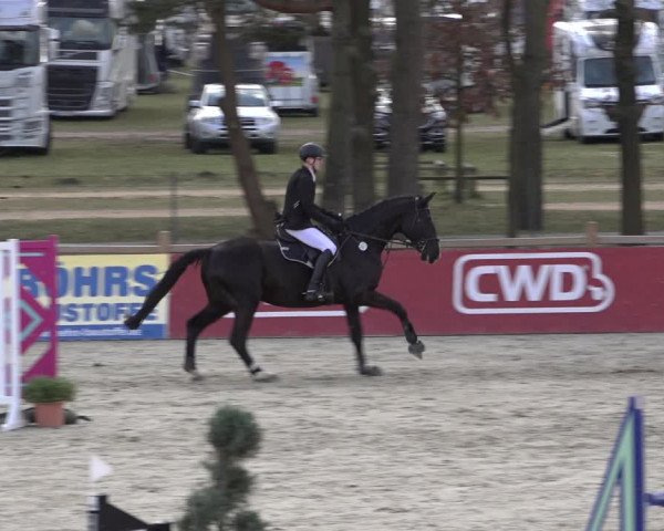 Reitturnier Westergellersen 2022