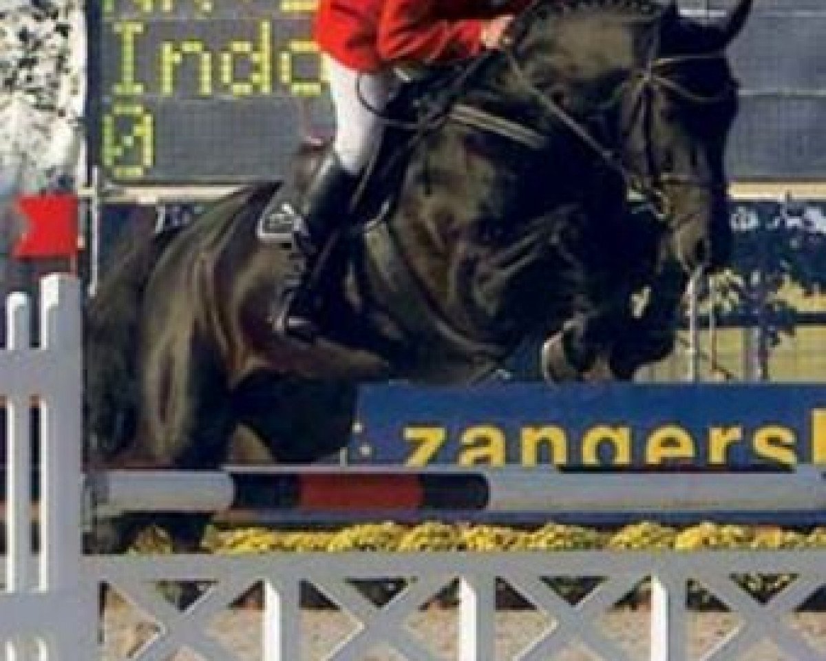 Deckhengst Incello (Oldenburger, 2000, von Indoctro)