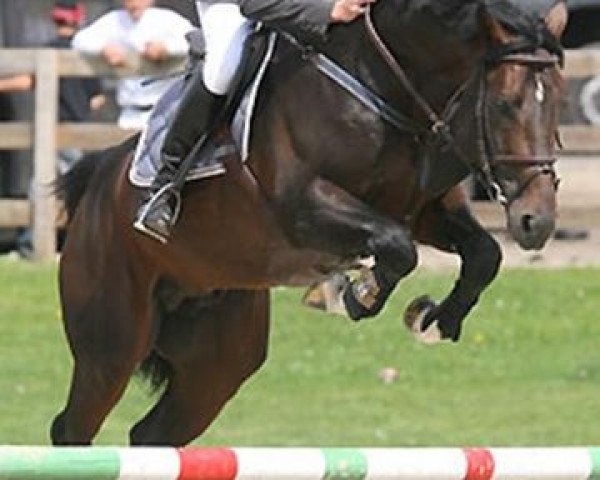 stallion Landser 17 (Oldenburg, 2004, from Landor S)