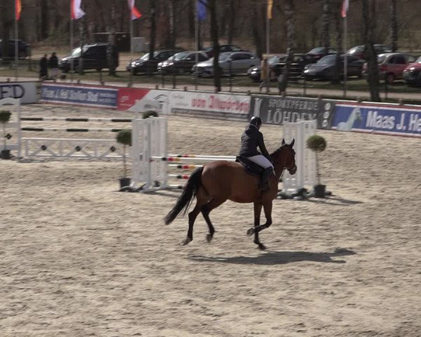 Reitturnier Westergellersen 2022