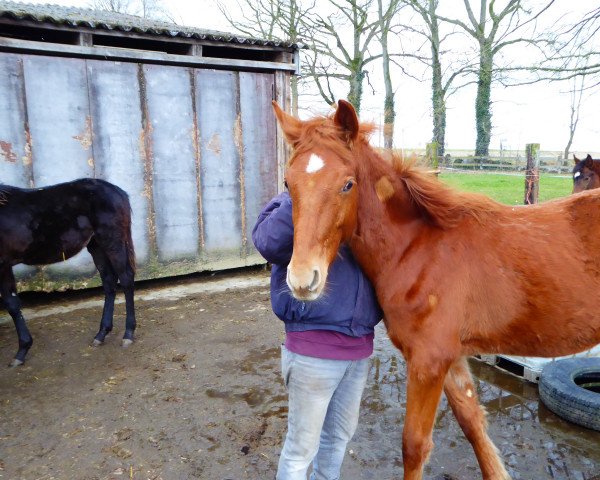 horse Highlander TS (Westphalian, 2021, from His Moment)