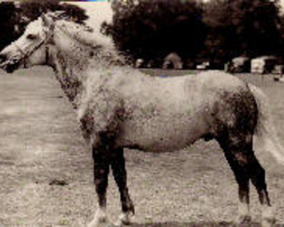 Deckhengst Denny Danny (New-Forest-Pony, 1943, von Forest Horse)