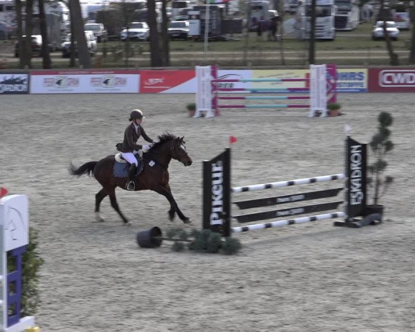 Reitturnier Westergellersen 2022