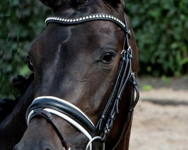 horse Dolcherie (KWPN (Royal Dutch Sporthorse), 2008, from Painted Black)