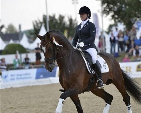 Deckhengst Rausing 1233 (Westfale, 2007, von Rock Forever NRW)