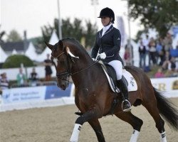 stallion Rausing 1233 (Westphalian, 2007, from Rock Forever NRW)