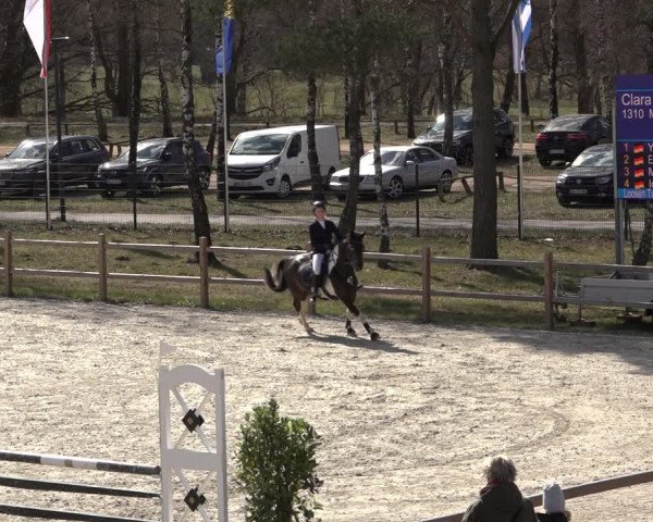 Reitturnier Westergellersen 2022