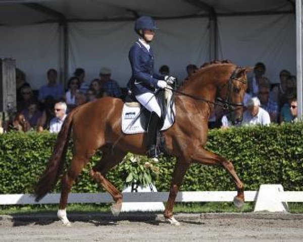 stallion Dancer (KWPN (Royal Dutch Sporthorse), 2008, from Vivaldi)