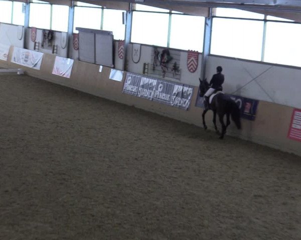 Reitturnier Borgholzhausen-Westbarthausen 2022