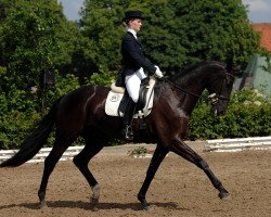 Dressurpferd Rosandro 2 (Oldenburger, 2005, von Rohdiamant)