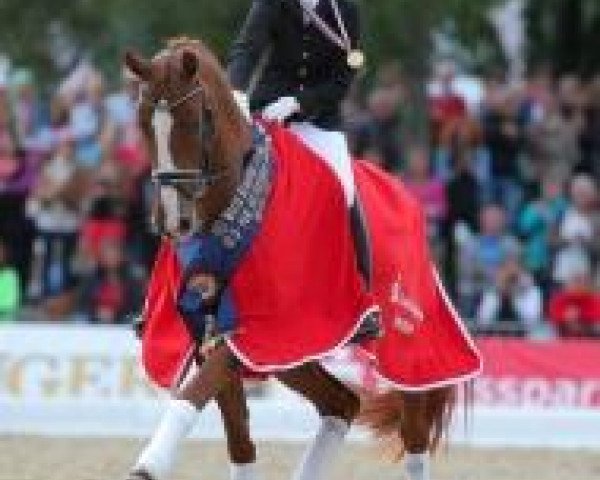 broodmare Scara Boa (Hanoverian, 2008, from Scolari) broodmare Scara Boa (Hanoverian, 2008, from Scolari)