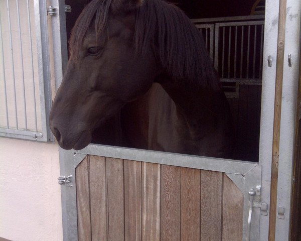horse Ellamour (Hanoverian, 2006, from Earl)