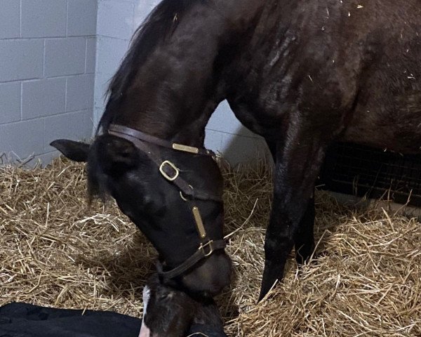 horse Invictus xx (Thoroughbred, 2022, from Into Mischief xx)