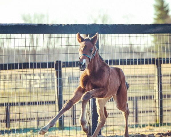 horse Stute von Frosted xx (Thoroughbred, 2022, from Frosted xx)