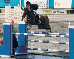 broodmare Primula G (Westphalian, 1990, from Pilot)