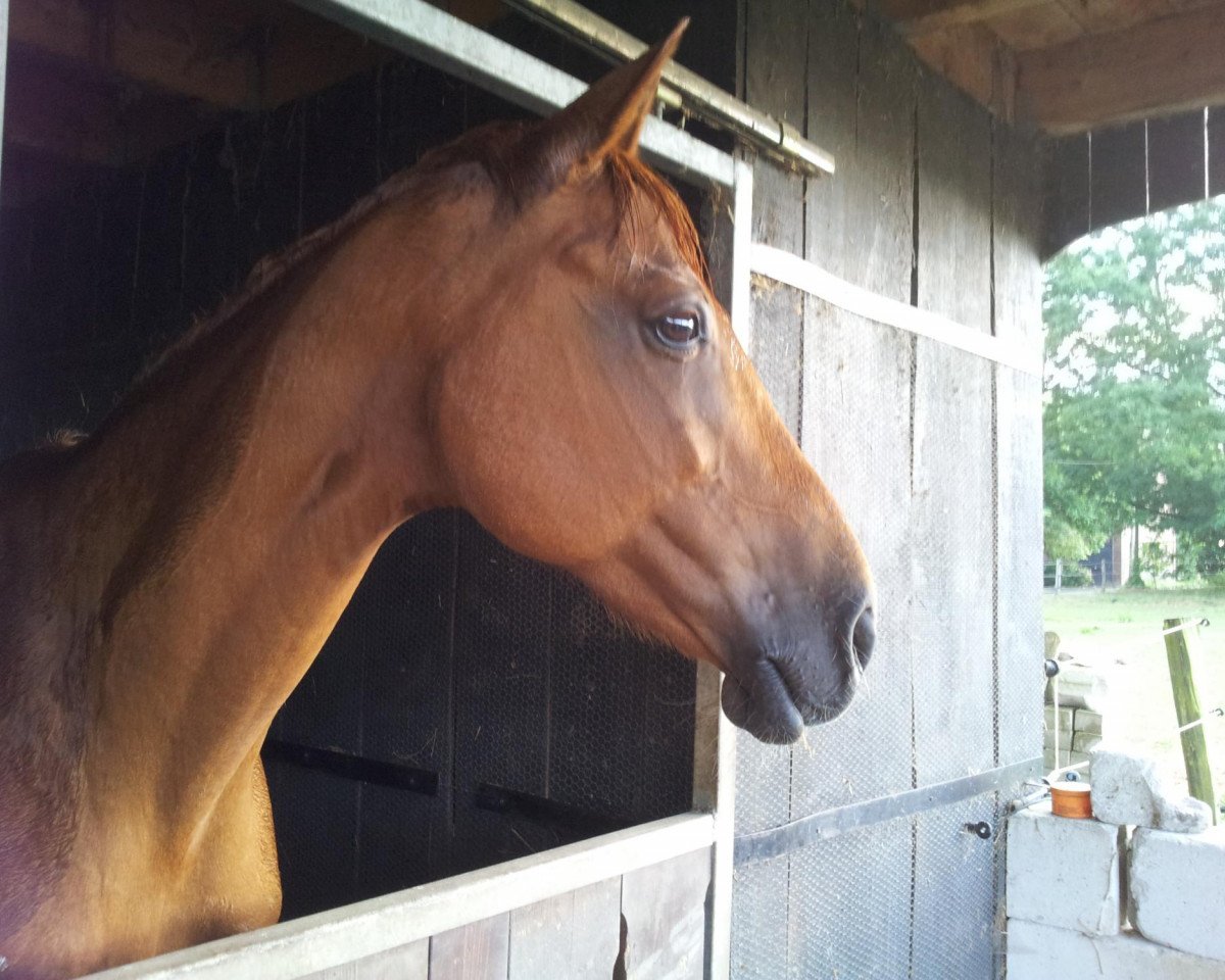 Chovná klisna Cora-Lee (Rheinländer, 1999, od Cordino)