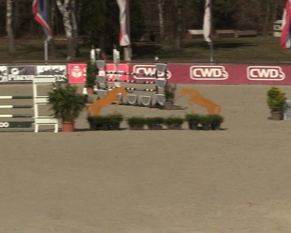 Reitturnier Westergellersen 2022