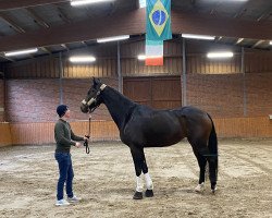 Pferd Freya (Hannoveraner, 2017, von Zack)
