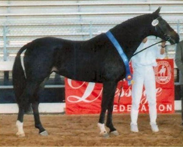 Deckhengst L'amour Utopia (KWPN (Niederländisches Warmblut), 1993, von Elcaro)