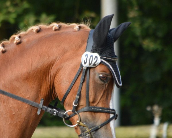Dressurpferd Dior 129 (Deutsches Reitpony, 2003, von Deinhard B)