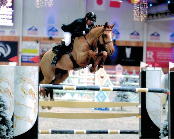 broodmare Cydney D'Argilla Z (Zangersheide riding horse, 2012, from Csarano D'Argilla Z)