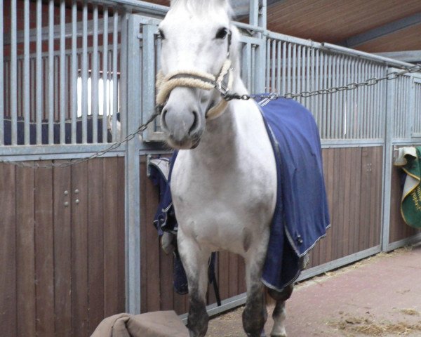 broodmare Up to Heaven (KWPN (Royal Dutch Sporthorse), 2001, from Navarone)