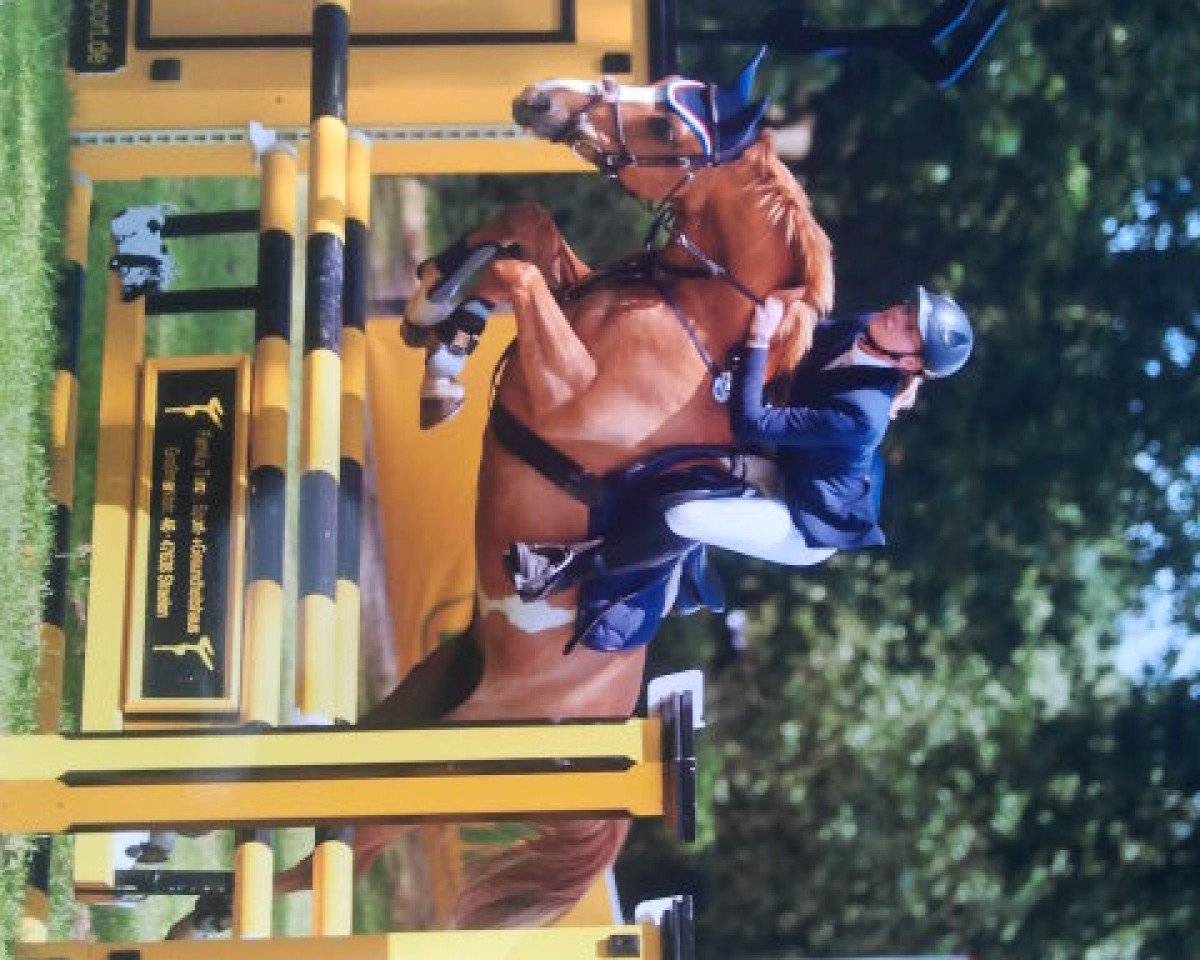 Springpferd Do it Coloured H (Deutsches Reitpony, 2000, von FS Don't Worry)